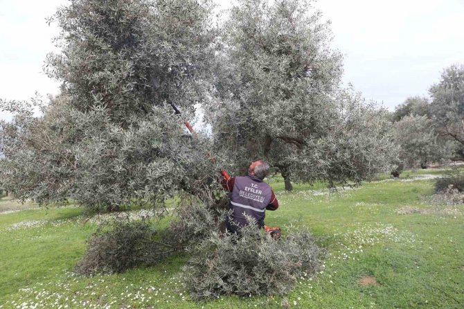 Efeler’deki Zeytin Bahçelerinde Bakım Çalışmaları Devam Ediyor