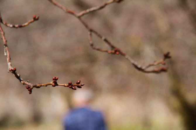 Sıcak Havalar, Kayısı Üreticilerini Korkutuyor