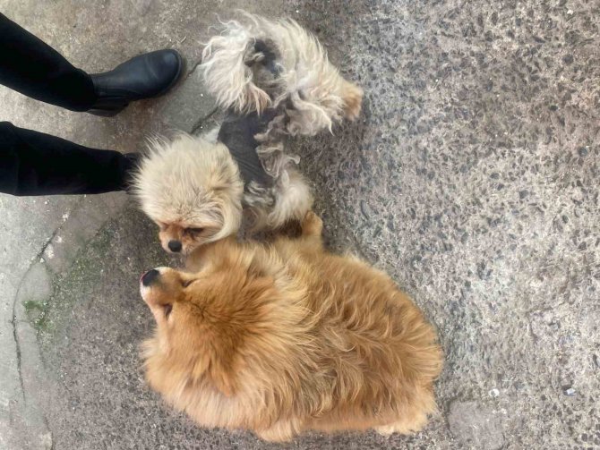 Eyüpsultan’da Cins Köpeği Böyle Çaldılar
