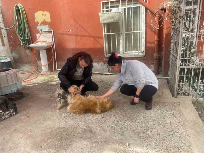 Eyüpsultan’da Cins Köpeği Böyle Çaldılar