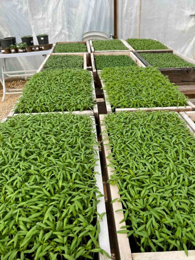 Safranbolu’da Yerli Tohumda Rekor Seviye