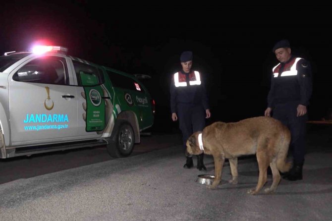 Trafik Kazalarına Sebep Oluyordu, Köpeklere Reflektörlü Tasma Takıldı