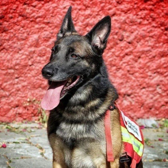Kahraman Köpek Proteo’nun İsmi Kuşadası’nda Yaşayacak