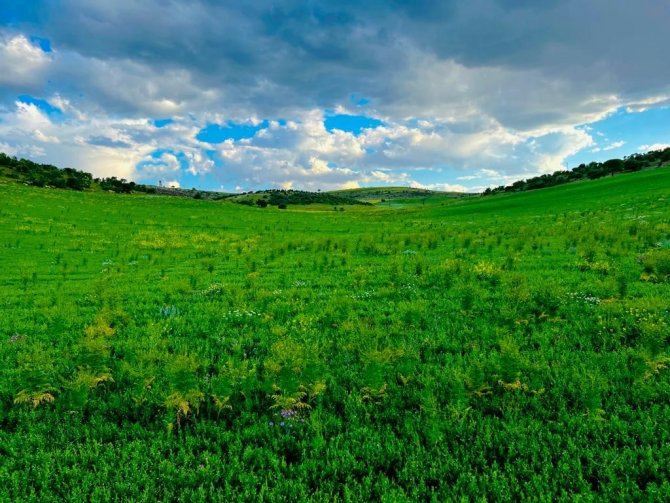 Mazıdağı İlkbaharın Renklerine Büründü
