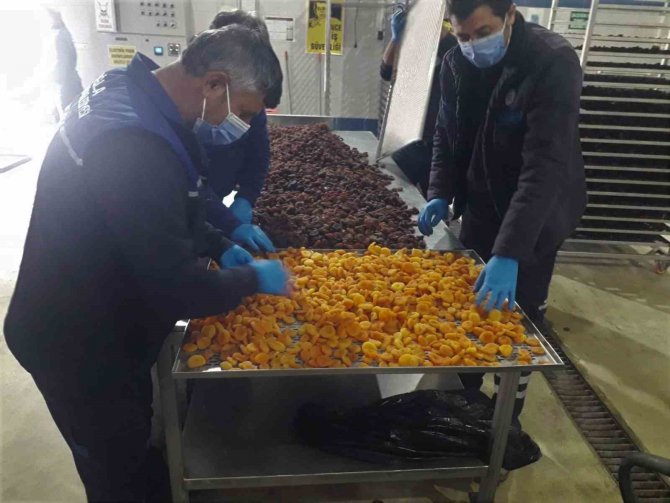 Büyükşehir, Malatya’da Üreticilerden Satın Aldığı Kayısıları Ücretsiz Dağıtacak