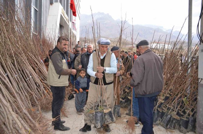Şenoba Beldesinde Vatandaşa 10 Bin Meyve Fidanı Hibe Edildi