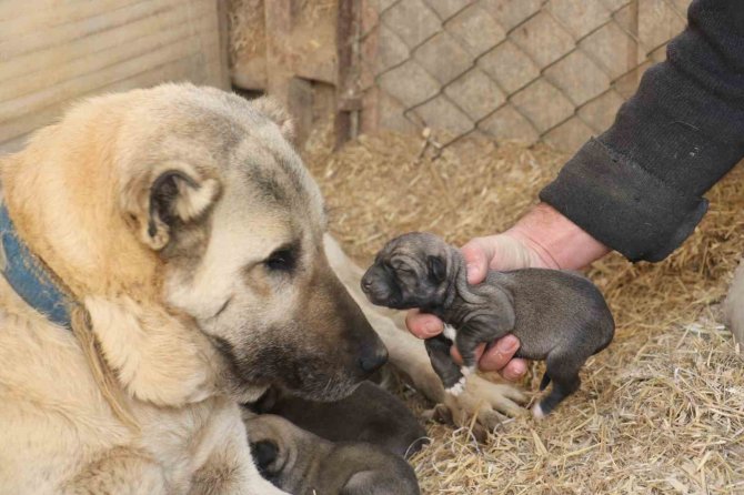 Anadolu’nun Minik Aslanları İlkbaharla Gözlerini Açtı: İ̇simleri Deprem, Acı, Hüzün Ve Can Oldu