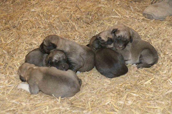 Anadolu’nun Minik Aslanları İlkbaharla Gözlerini Açtı: İ̇simleri Deprem, Acı, Hüzün Ve Can Oldu