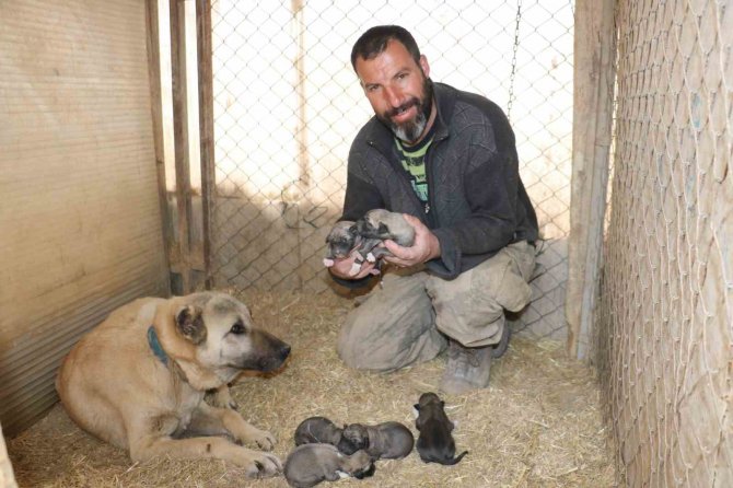 Anadolu’nun Minik Aslanları İlkbaharla Gözlerini Açtı: İ̇simleri Deprem, Acı, Hüzün Ve Can Oldu