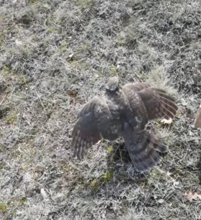 Yaralı Halde Bulunan Dünyanın En Hızlı Kuşu Gökdoğan Ve Kerkenez Doğaya Salındı