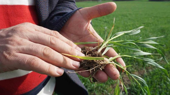Prof. Dr. Kaya Uyardı: Kuraklığa Bağlı Kızarıklıklar Ve Sararmalar Başladı