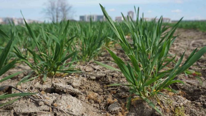 Prof. Dr. Kaya Uyardı: Kuraklığa Bağlı Kızarıklıklar Ve Sararmalar Başladı