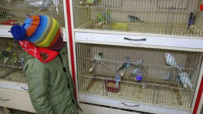 ‘Deprem Kuşu’ Diye Almaya Başladılar: Ötücü Kuşlara İlgi Arttı