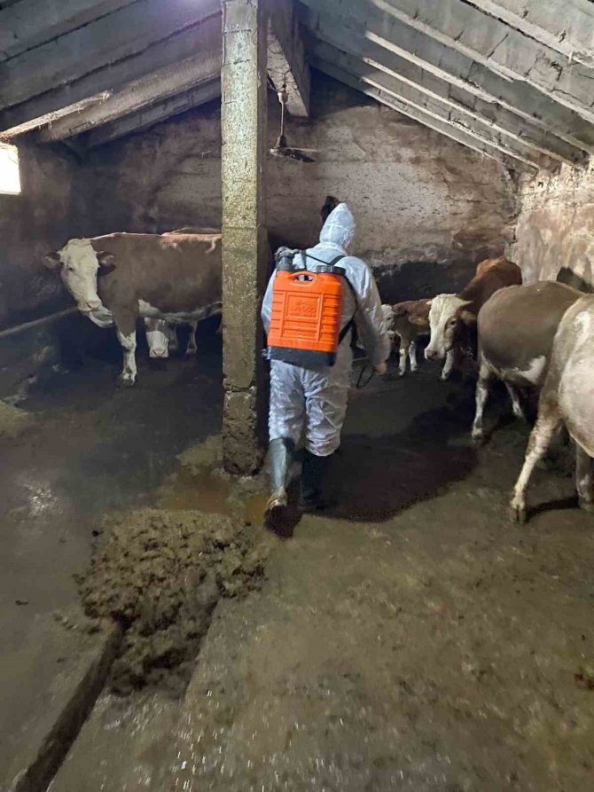 Ağrı’da Şap Hastalığına Karşı Aşılama Ve Dezenfeksiyon Çalışmaları Başlatıldı