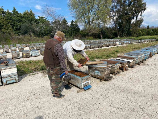 Arıcıların Kışlama Mesaisi Başladı