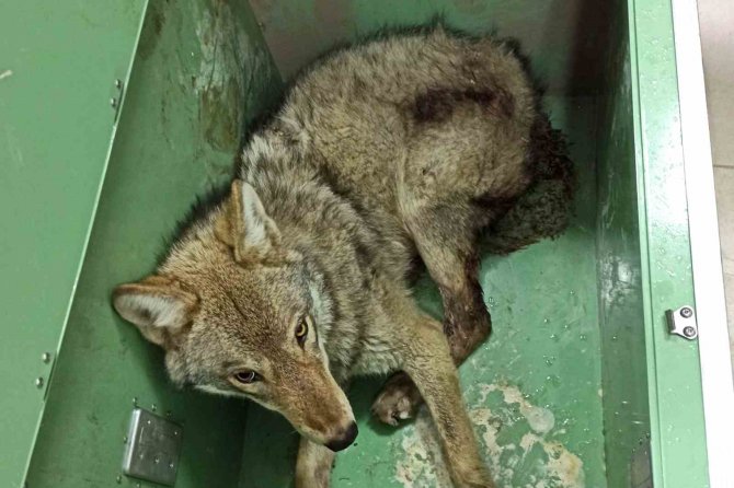 Ardahan’da Bulunan Yaralı Kurt Tedavi Altına Alındı
