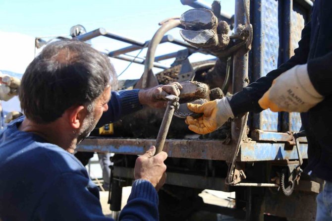 Boğalara Güreş Öncesi Tırnak Bakımı