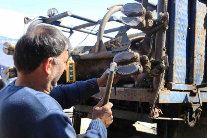 Boğalara Güreş Öncesi Tırnak Bakımı