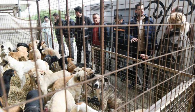 Çanakkale’de Kırsalda 10 Bin Sokak Hayvanını Kısırlaştırma Çalışmaları Sürüyor