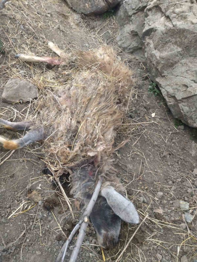 Kulp’ta Başıboş Köpekler 11 Keçiyi Telef Etti