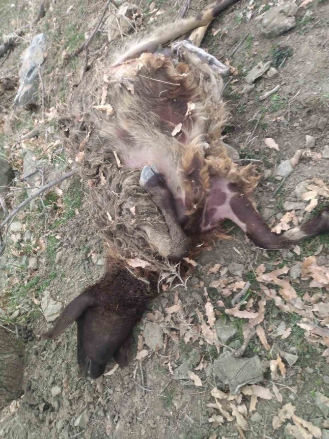 Kulp’ta Başıboş Köpekler 11 Keçiyi Telef Etti