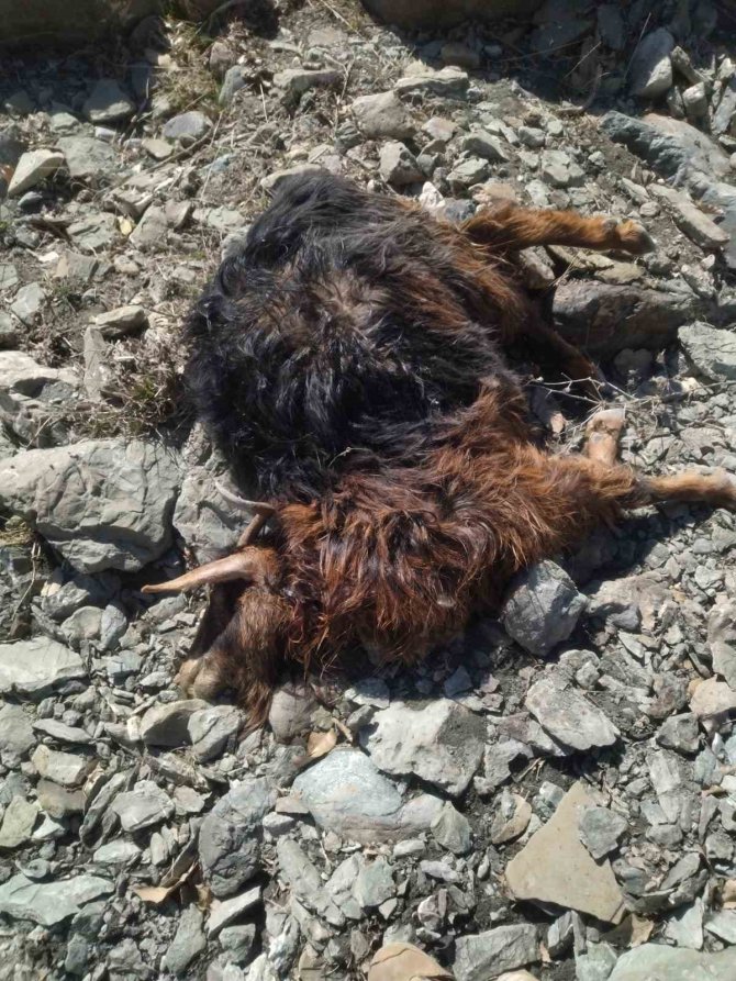 Kulp’ta Başıboş Köpekler 11 Keçiyi Telef Etti