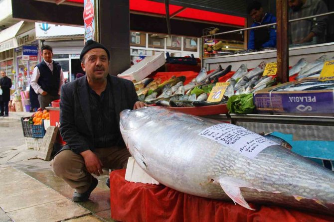 Elazığ’da 164 Kiloluk Dev Orkinosu Görenler Cep Telefonlarına Sarıldı