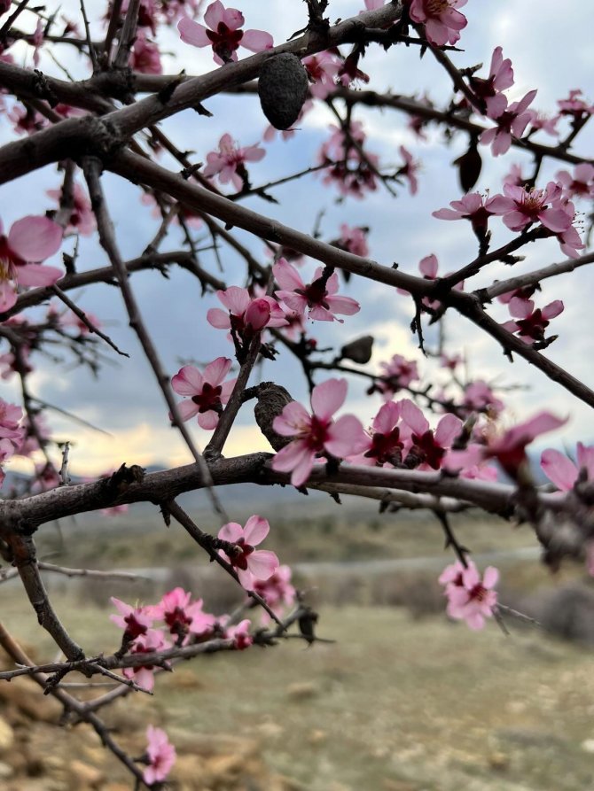 Baharla Birlikte Çiçek Açan Bademler, Çiftçileri Kara Kara Düşündürüyor