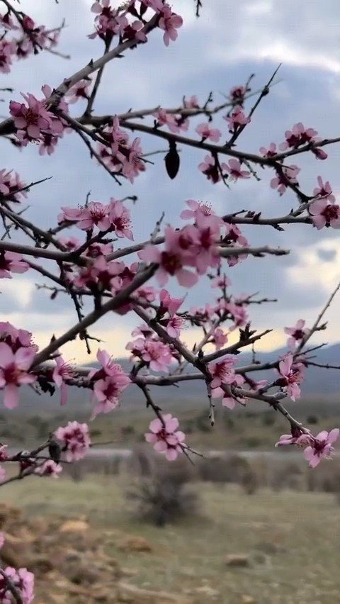 Baharla Birlikte Çiçek Açan Bademler, Çiftçileri Kara Kara Düşündürüyor