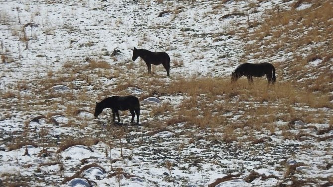 Munzur Dağlarının Bir Başka Güzellikleri: "Yılkı Atları"