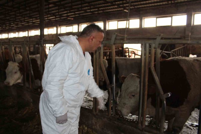 Iğdır’da Şap Hastalığı Alarmı, Hayvanlar İlaçlanmaya Başladı