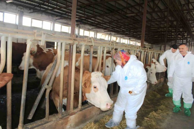 Iğdır’da Şap Hastalığı Alarmı, Hayvanlar İlaçlanmaya Başladı