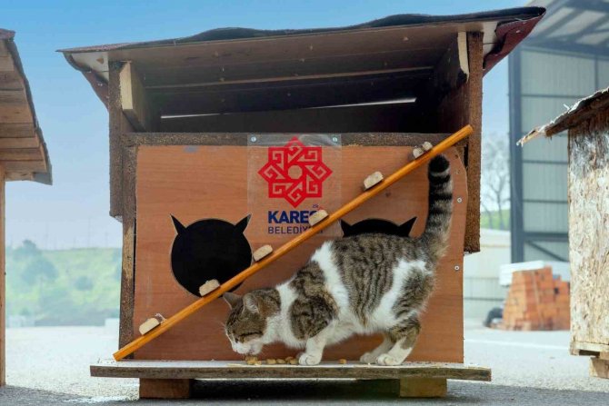 Karesi Belediyesi Atıklardan Sokak Hayvanlarına Kulübe Yapıyor