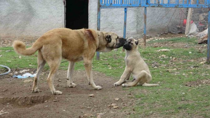Mardin’de Bu Köy Kangal Köpeği Sevgisiyle Dikkat Çekiyor