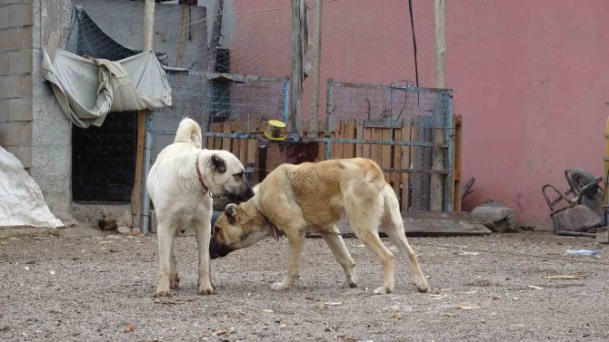 Mardin’de Bu Köy Kangal Köpeği Sevgisiyle Dikkat Çekiyor