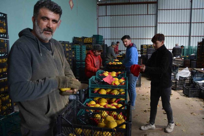 Margarit Armudu Ve Ayvada İhracat Hareketliliği