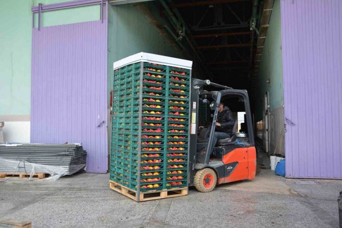 Margarit Armudu Ve Ayvada İhracat Hareketliliği