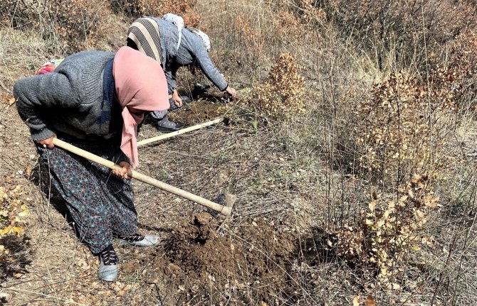 Simav’da 70 Bin Fidan Toprakla Buluşuyor