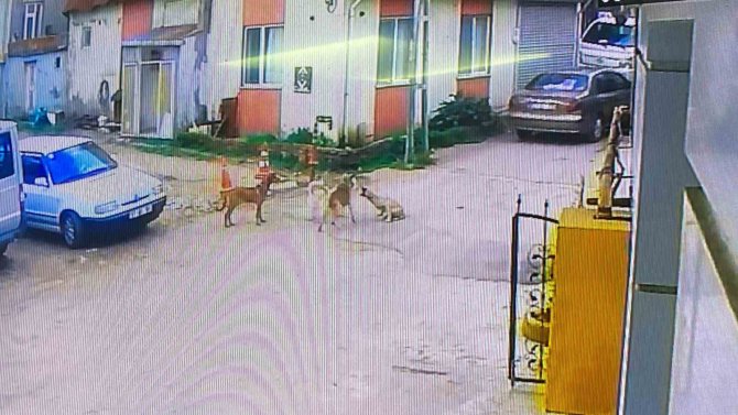 Otomobiliyle Köpeği Ezdi, Arkasına Bakmadan Uzaklaştı