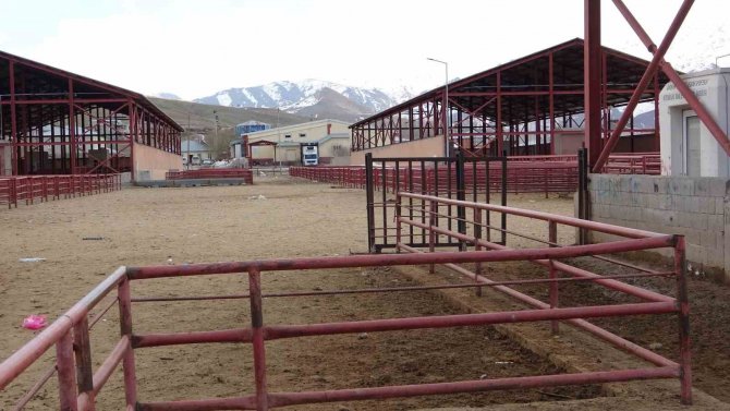 Van’da Şap Alarmı