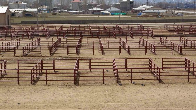 Van’da Şap Alarmı