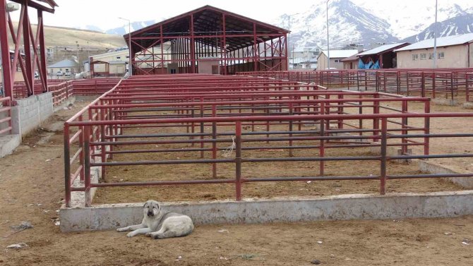 Van’da Şap Alarmı