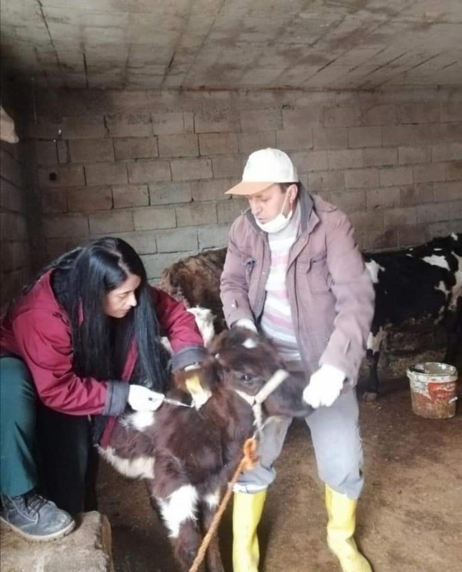 Siirt’te Hayvan Pazarı İkinci Bir Emre Kadar Kapatıldı