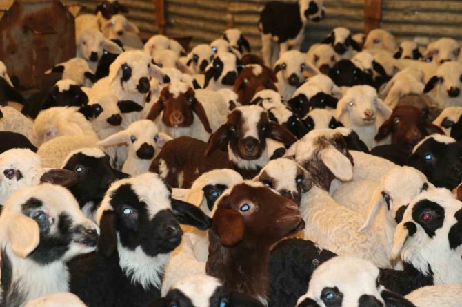 Elazığ’da Koyun Ve Kuzuların Renkli Buluşması