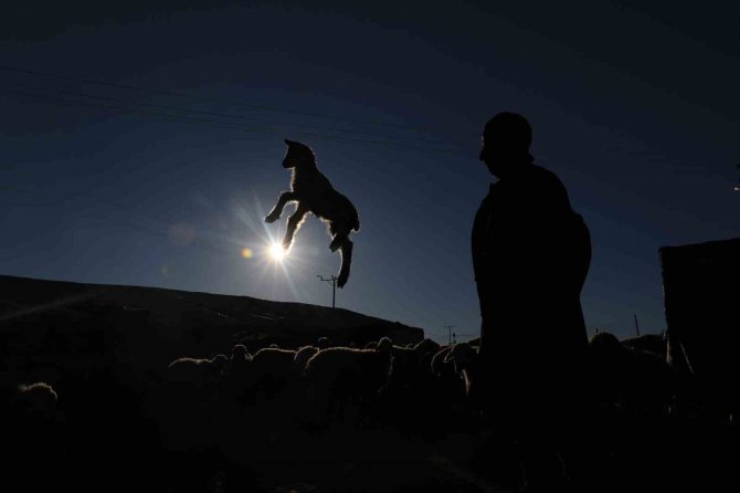 Elazığ’da Koyun Ve Kuzuların Renkli Buluşması