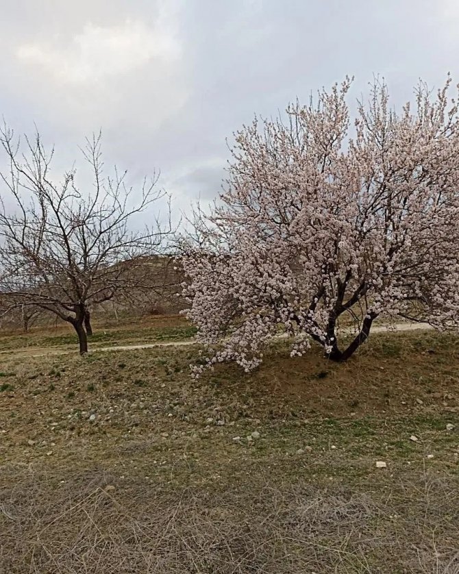 Baskil’de Badem Ağaçları Çiçek Açtı