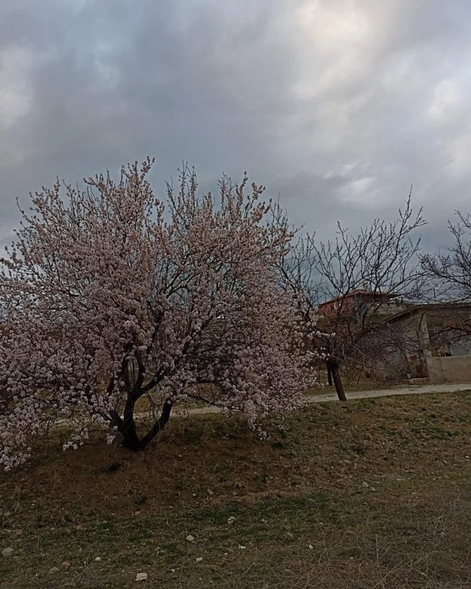 Baskil’de Badem Ağaçları Çiçek Açtı