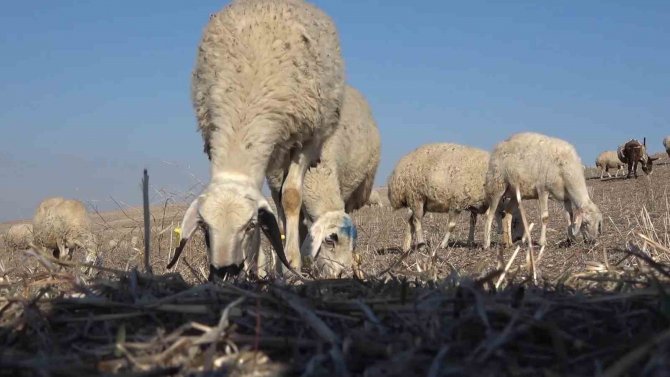 Uzmanından Şap Varyantı Uyarısı: "Çok Hızlı Bir Şekilde Bulaşıyor"