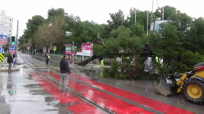 Kültürpark Önündeki Ağaç Bir Anda Devrildi