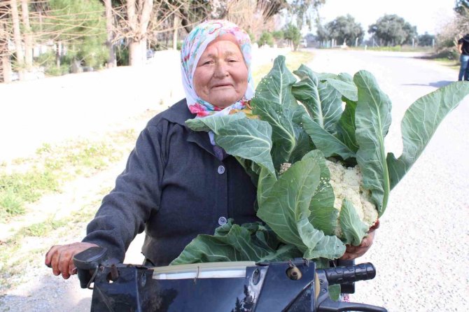 Ayşe Nine Üreterek Genç Kalıyor